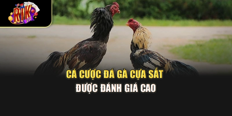 Cá cược đá gà cựa sắt được đánh giá cao