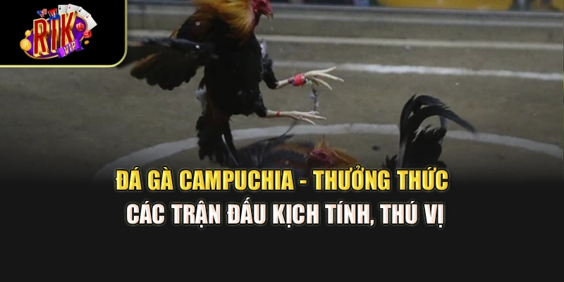 Đá Gà Campuchia - Thưởng Thức Các Trận Đấu Kịch Tính, Thú Vị