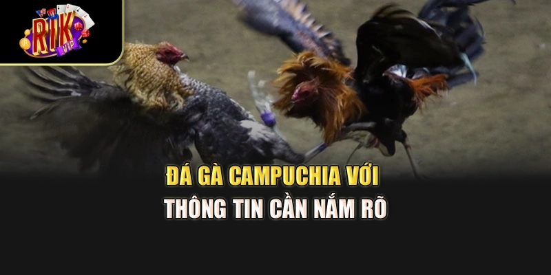Đá gà Campuchia với thông tin cần nắm rõ
