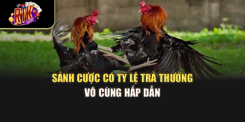 Sảnh cược có tỷ lệ trả thưởng vô cùng hấp dẫn